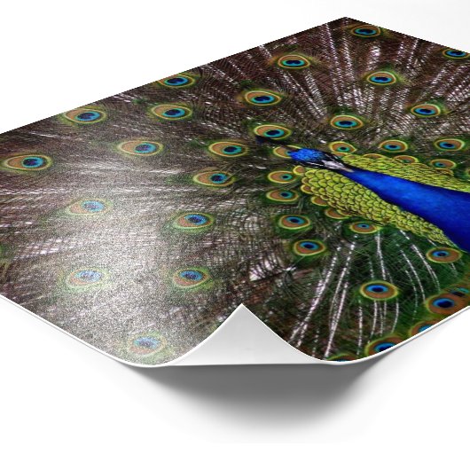 Beautiful Peacock Fotodruck (Ecke)