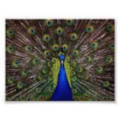 Beautiful Peacock Fotodruck (Vorne)