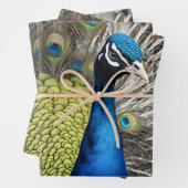 Beautiful Peacock Geschenkpapier Set (Beispiel)