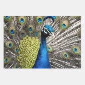Beautiful Peacock Geschenkpapier Set (Vorderseite)