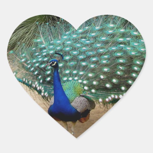 Beautiful Peacock Herz-Aufkleber (Vorderseite)