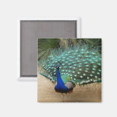 Beautiful Peacock Kühlschrank Magnet (Vorderseite/Rückseite)