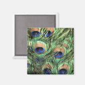 Beautiful Peacock Magnet (Vorderseite/Rückseite)