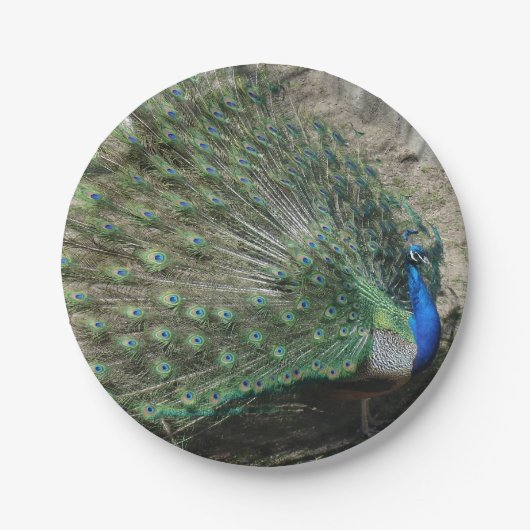 Beautiful Peacock Pappteller (Vorderseite)