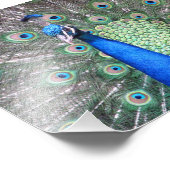 Beautiful Peacock Photo Fotodruck (Ecke)