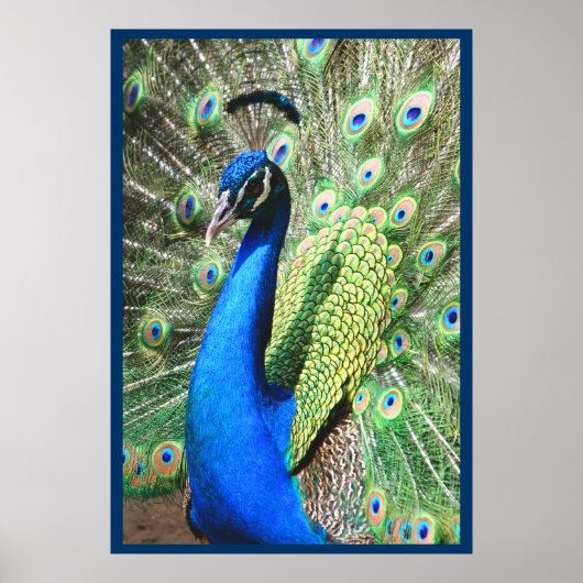Beautiful Peacock Poster (Vorne)