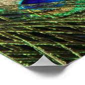 Beautiful Peacock Poster (Ecke)