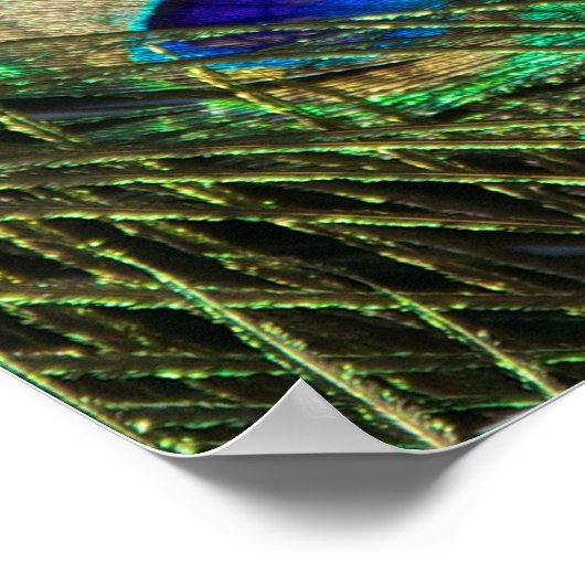 Beautiful Peacock Poster (Ecke)