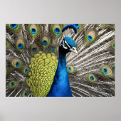 Beautiful Peacock Poster (Vorne)