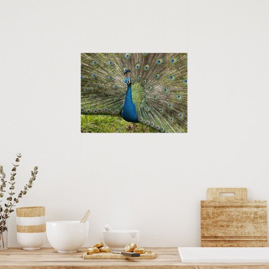 Beautiful Peacock Poster (Küche)