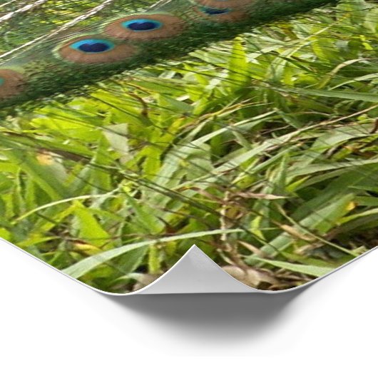 Beautiful Peacock Poster (Ecke)