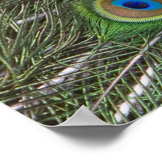 Beautiful Peacock Poster (Ecke)