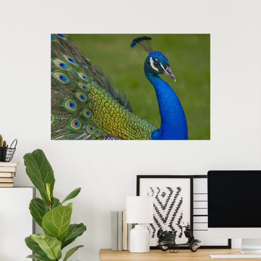 Beautiful Peacock Poster (Heimbüro)