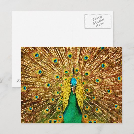 Beautiful Peacock Postkarte (Vorne/Hinten)