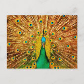 Beautiful Peacock Postkarte (Vorderseite)