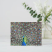 Beautiful Peacock Postkarte (Stehend Vorderseite)