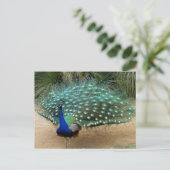 Beautiful Peacock Postkarte (Stehend Vorderseite)