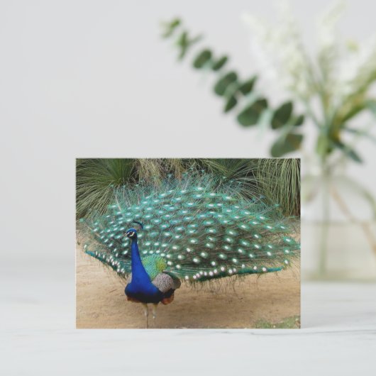 Beautiful Peacock Postkarte (Stehend Vorderseite)