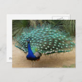 Beautiful Peacock Postkarte (Vorne/Hinten)