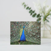 Beautiful Peacock Profile Postkarte (Stehend Vorderseite)