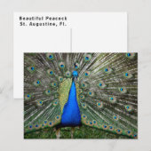 Beautiful Peacock Profile Postkarte (Vorne/Hinten)