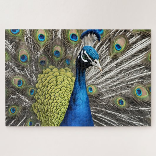 Beautiful Peacock Puzzle (Horizontal)