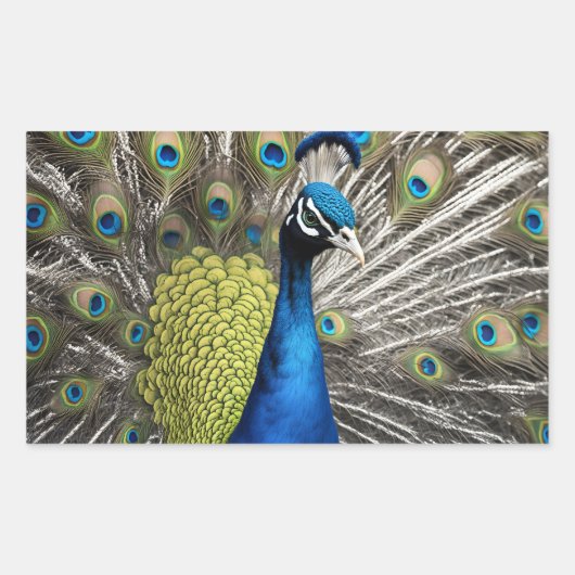 Beautiful Peacock Rechteckiger Aufkleber (Vorderseite)