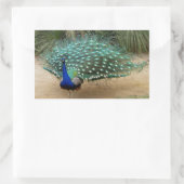 Beautiful Peacock Rechteckiger Aufkleber (Tasche)