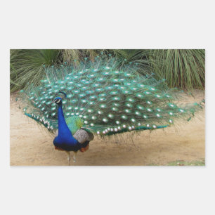 Beautiful Peacock Rechteckiger Aufkleber