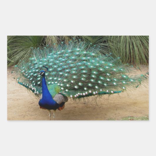 Beautiful Peacock Rechteckiger Aufkleber (Vorderseite)