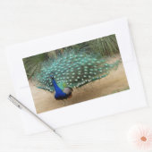 Beautiful Peacock Rechteckiger Aufkleber (Umschlag)