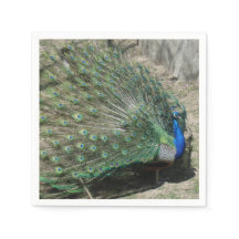Beautiful Peacock