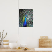 Beautiful peacock spreading colorful feathers poster (Küche)