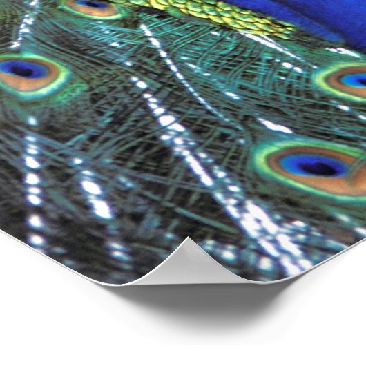Beautiful peacock spreading colorful feathers poster (Ecke)