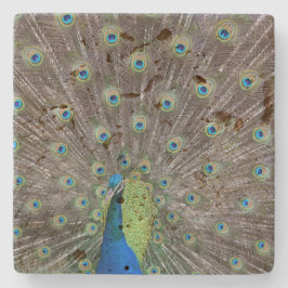 Beautiful Peacock Steinuntersetzer