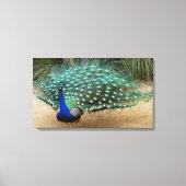 Beautiful Peacock Stretched Canvas Print Leinwanddruck (Vorderseite)