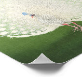 Beautiful Peacock Vintag Poster (Ecke)