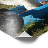 Beautiful Pekin Duck Fotodruck (Ecke)