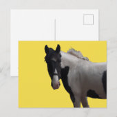 Beautiful Piebald Pony Postkarte (Vorne/Hinten)