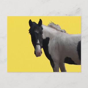 Beautiful Piebald Pony Postkarte