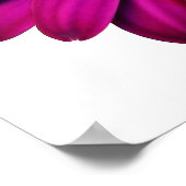 Beautiful Pink Daisy Poster (Ecke)