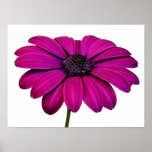 Beautiful Pink Daisy Poster (Vorne)