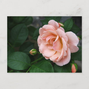 Beautiful Pink Rose Flower Postcards Postkarte