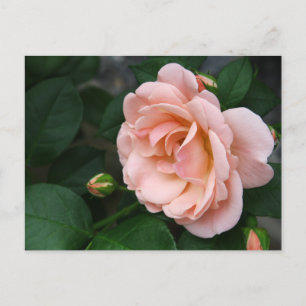 Beautiful Pink Rose Flower Postcards Postkarte