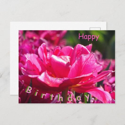 Beautiful Pink Tulip Nah Up Birthday Postcard Postkarte (Vorne/Hinten)