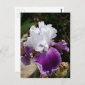 Beautiful Purple and White Iris Design Postkarte (Vorne/Hinten)