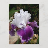 Beautiful Purple and White Iris Design Postkarte (Vorderseite)