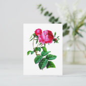 Beautiful Red Cabbage Rose von Redoute Postkarte (Stehend Vorderseite)