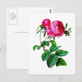 Beautiful Red Cabbage Rose von Redoute Postkarte (Vorne/Hinten)