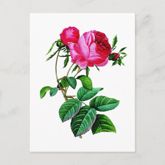 Beautiful Red Cabbage Rose von Redoute Postkarte (Vorderseite)